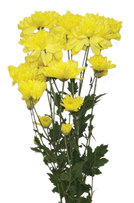 CRISANTEMO TUVALU SUNNY 080 CM