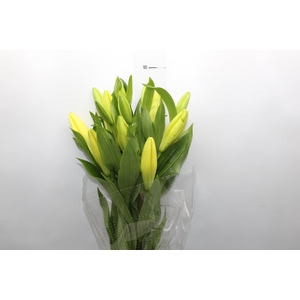 LIRIO EL DIVO 090 CM HT 3/4 FLS