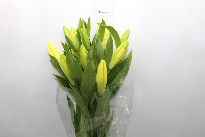 <h4>LIRIO EL DIVO 090 CM HT 3/4 FLS</h4>