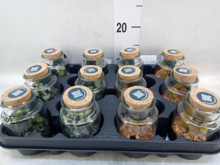 <h4>Arr.    Planten  L%</h4>