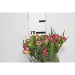 ALSTROEMERIA TOURMALINE 070 CM ROSA