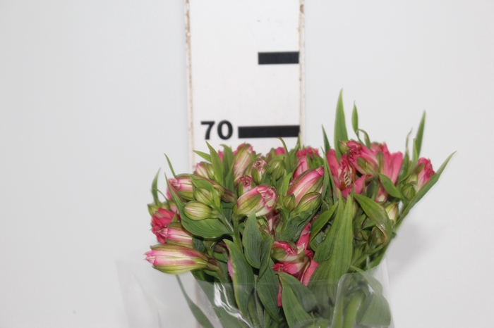 <h4>ALSTROEMERIA TOURMALINE 070 CM ROSA</h4>