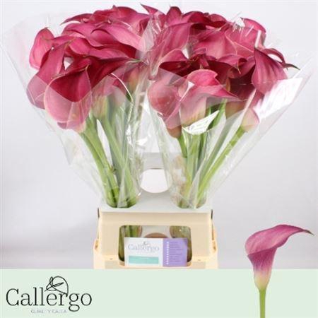 <h4>Zant Pink Jewel</h4>