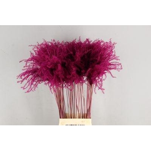 Dried Miscanthus Cerise 90cm