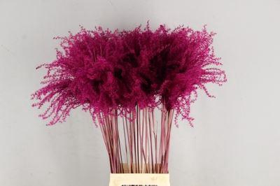 <h4>Dried Miscanthus Cerise 90cm</h4>