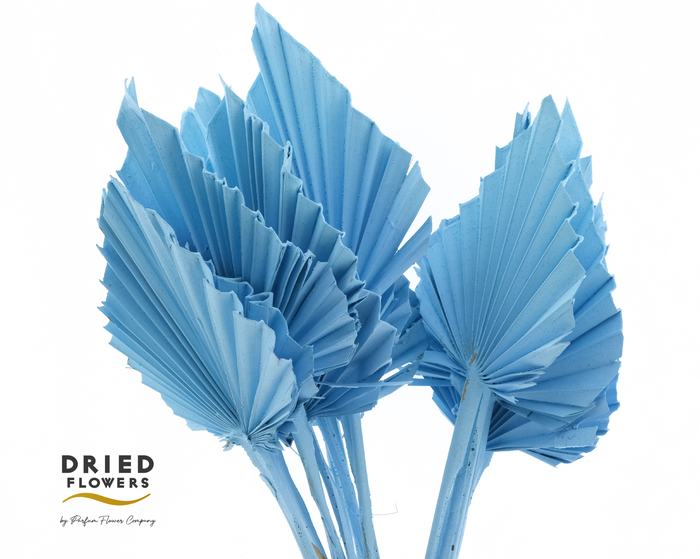 <h4>Dried Palm Spear Small Pastel Blue</h4>