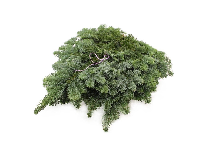 <h4>Nobilis Lilaband</h4>