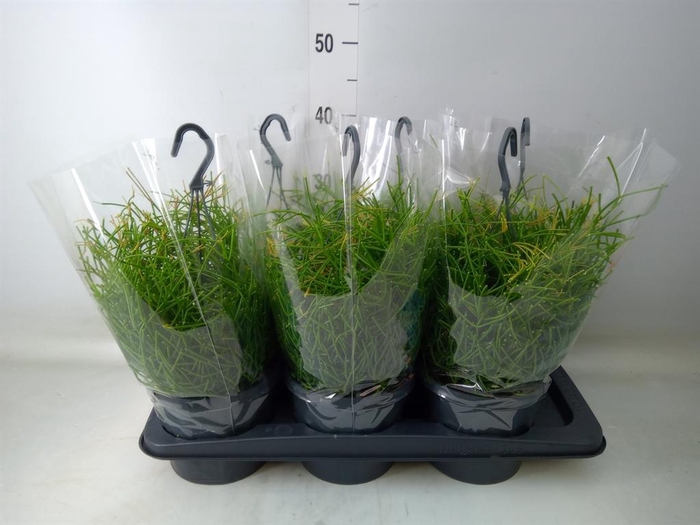<h4>Rhipsalis clavata 'Easy Sweety'</h4>