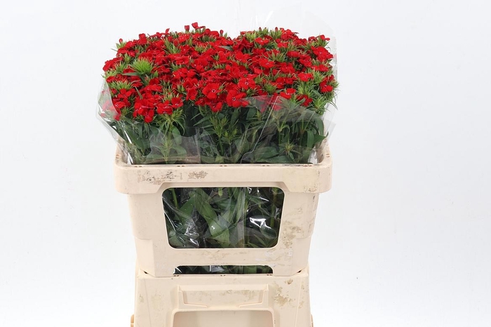 <h4>Di Barb Red</h4>