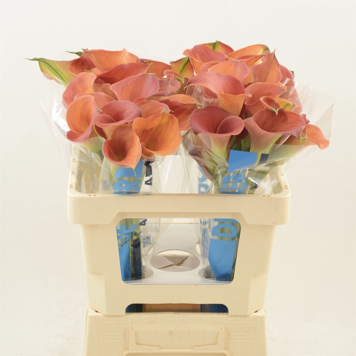 <h4>Calla Sunset Passion</h4>