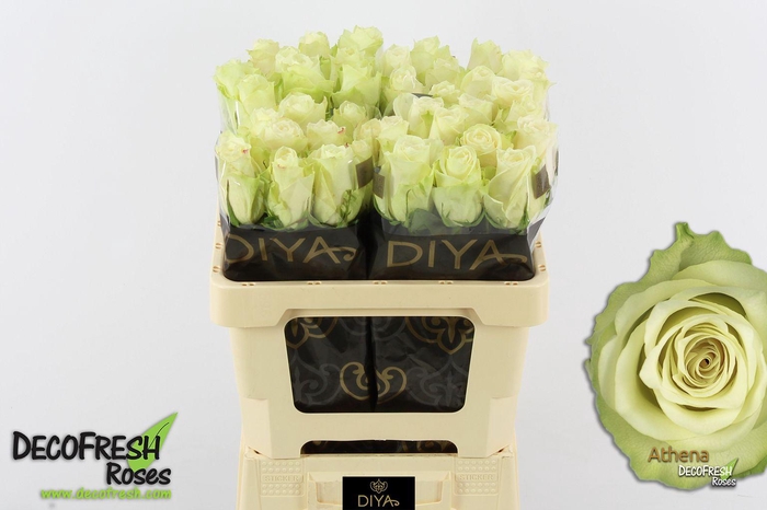 <h4>R Gr Athena</h4>