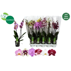 PHAL GEM 6 KL
