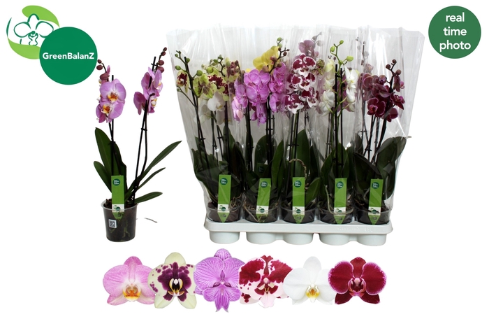<h4>PHAL GEM 6 KL</h4>