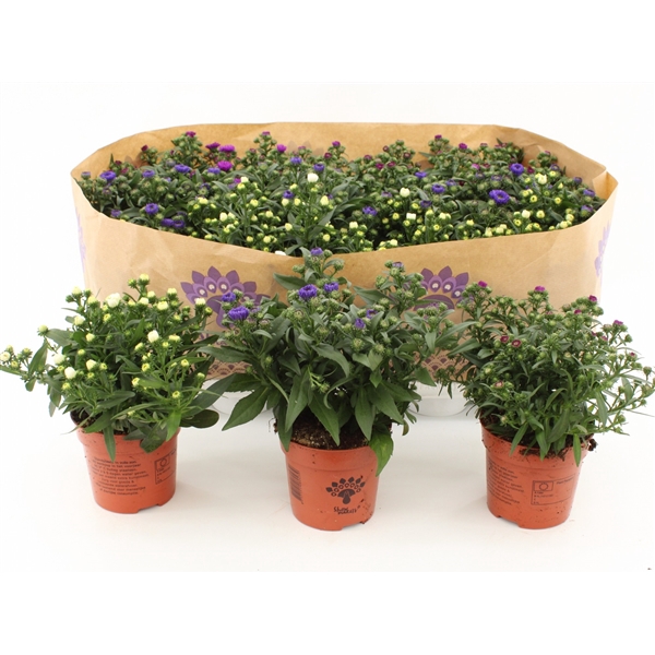 <h4>AsterAsters Mistery Lady, div. kleuren mixtrays Mistery Lady, mix color Mixtray</h4>