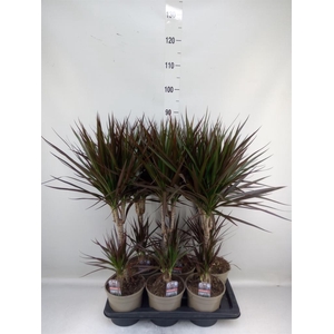 Dracaena marg. 'Magenta'