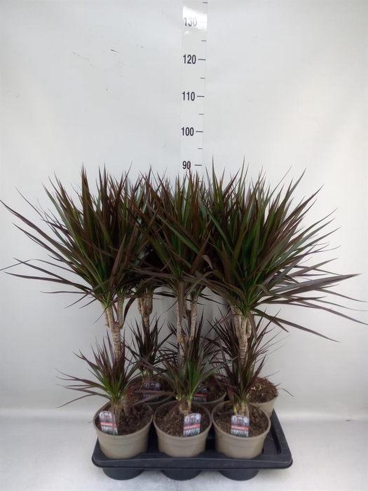 <h4>Dracaena marg. 'Magenta'</h4>