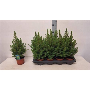 ** Picea Gl Conica * Autumn Promo **