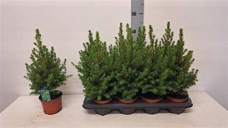 <h4>** Picea Gl Conica * Autumn Promo **</h4>