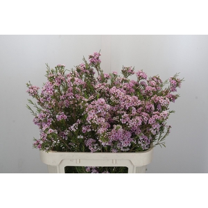 Chamelaucium Giselle