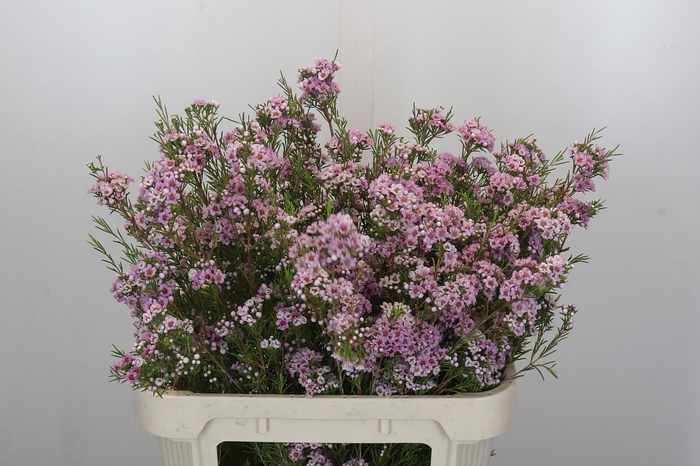 <h4>Chamelaucium Giselle</h4>