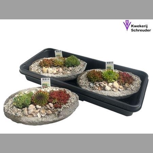 Arr Sempervivum In Ovaal Beton