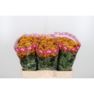 Chr S Aaa Doria Oran