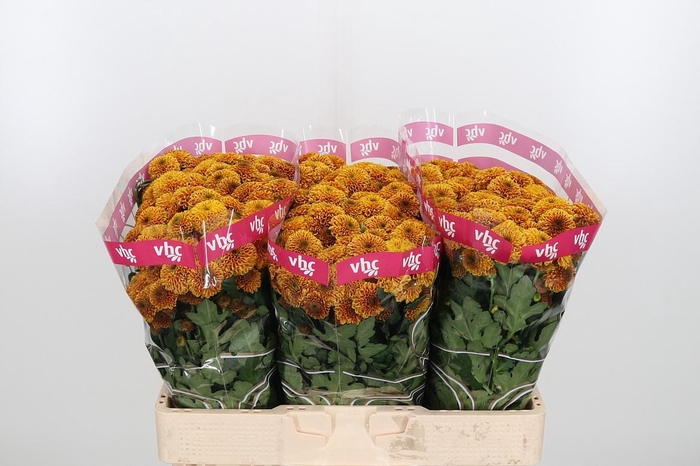 Chr S Aaa Doria Oran