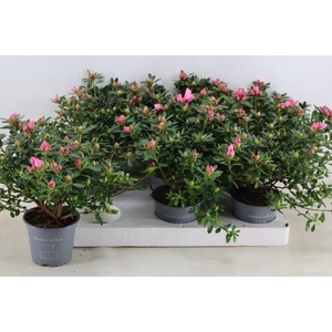 RHODO SI OV