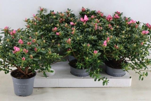 <h4>RHODO SI OV</h4>