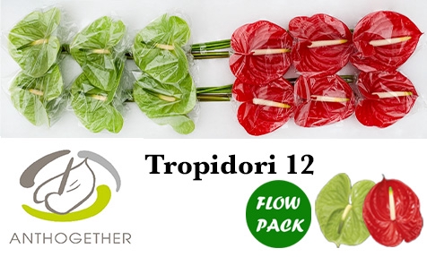 <h4>ANTH A TROPIDORI GEM 12 Flow Pack</h4>