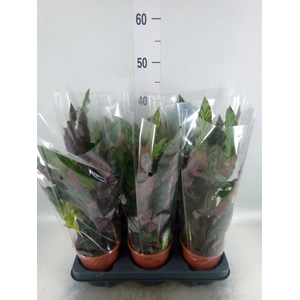 Calathea rufibarba 'Blue Grass'