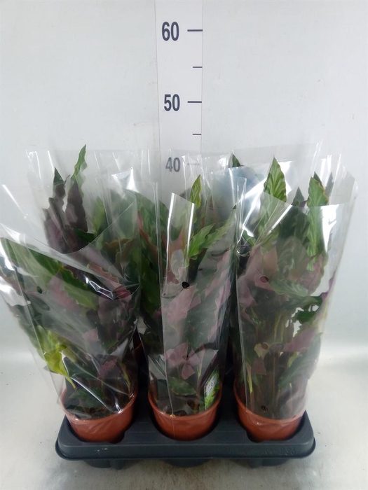 <h4>Calathea rufibarba 'Blue Grass'</h4>