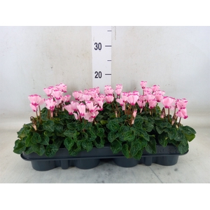 Cyclamen KL 'Verano Victoria'