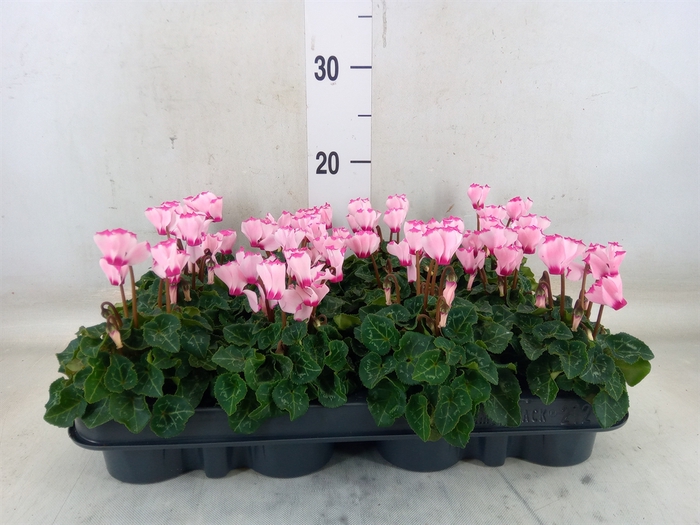 <h4>Cyclamen KL 'Verano Victoria'</h4>