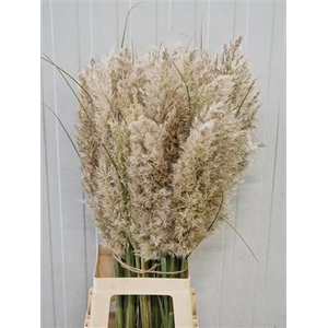 CORTADERIA SILV MOUNT 80 CM VERS