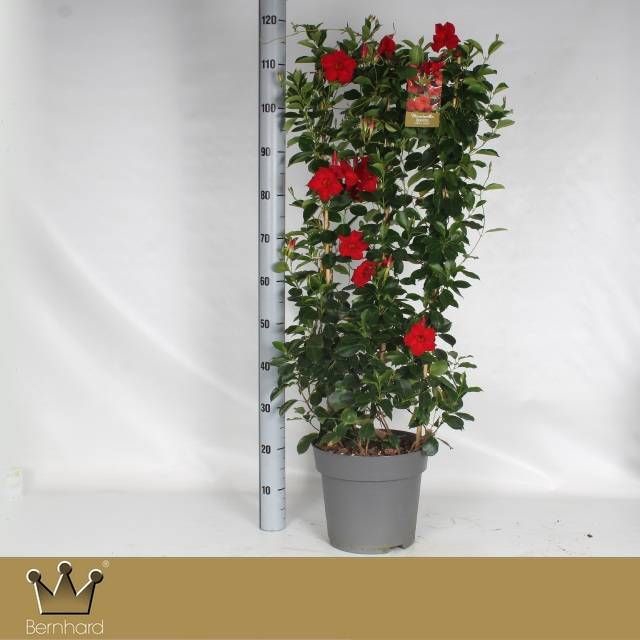<h4>MANDE SUN VELVET RED</h4>