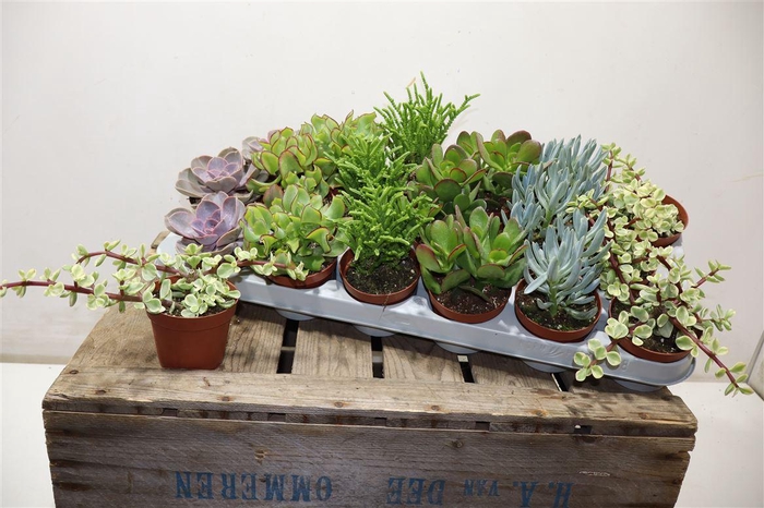 <h4>Succ Gem 6 Srt</h4>