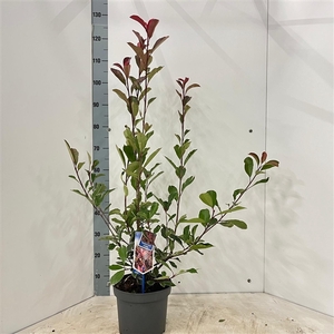 Photinia fraseri Louise ('McLarlou'PBR)