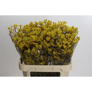 Kangaroo Paw Yellow Gem