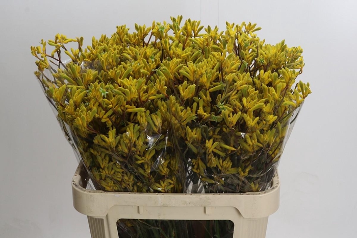 <h4>Kangaroo Paw Yellow Gem</h4>