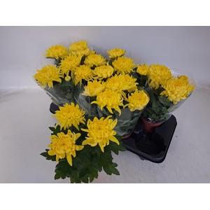 CHRYS COSMO YELLOW