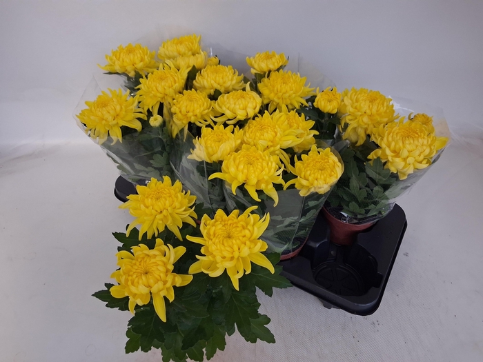 CHRYS COSMO YELLOW