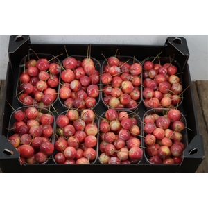 Waxmalus Naturel