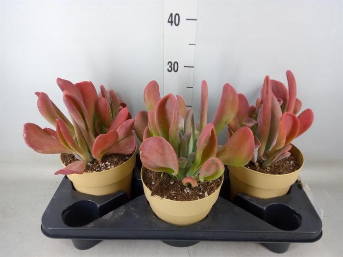 <h4>Kalanchoe NF   ...</h4>
