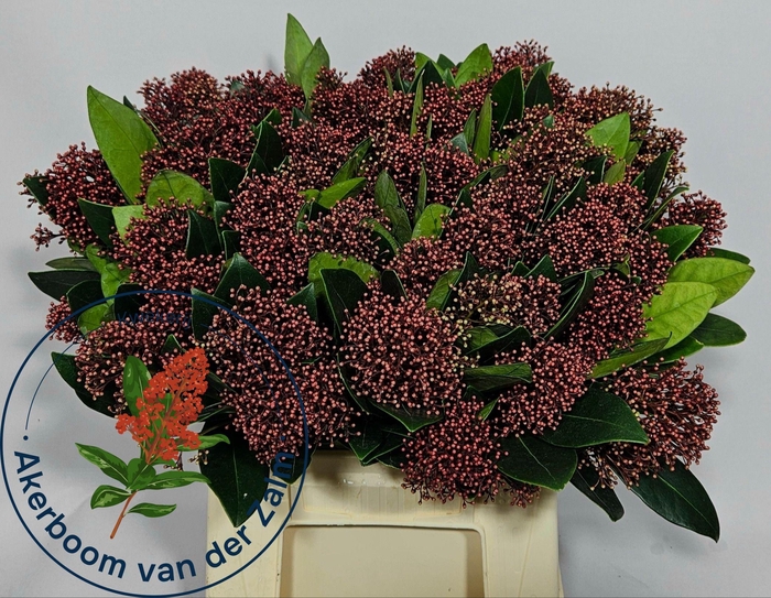 <h4>SKIM J RUBELLA BS</h4>