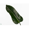 Philodendron St. Tropez