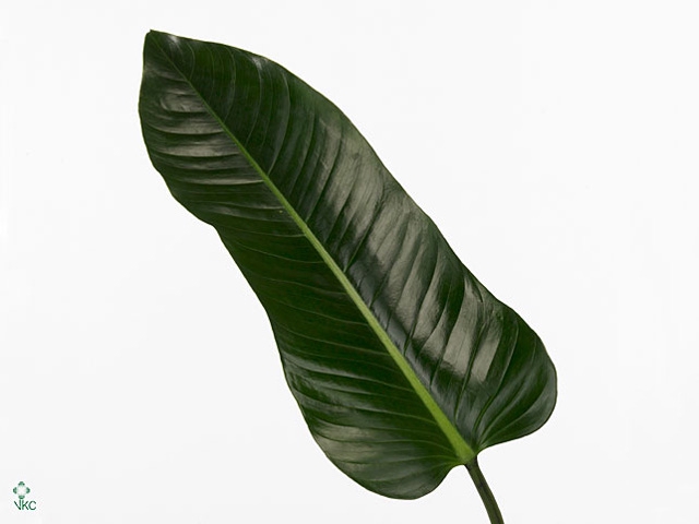 Philodendron St. Tropez