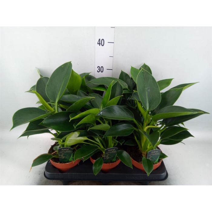 <h4>Philodendron  'Green Princess'</h4>