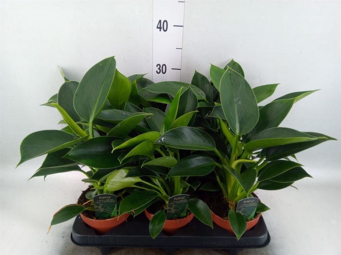 Philodendron  'Green Princess'