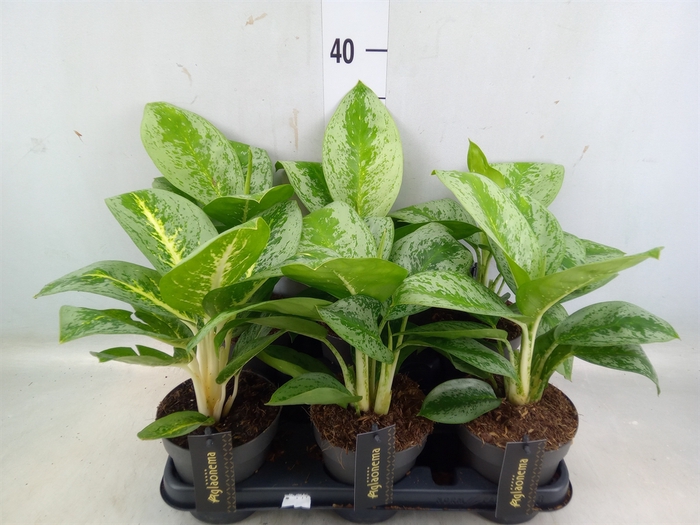 <h4>Aglaonema  'Lemon Mint'</h4>